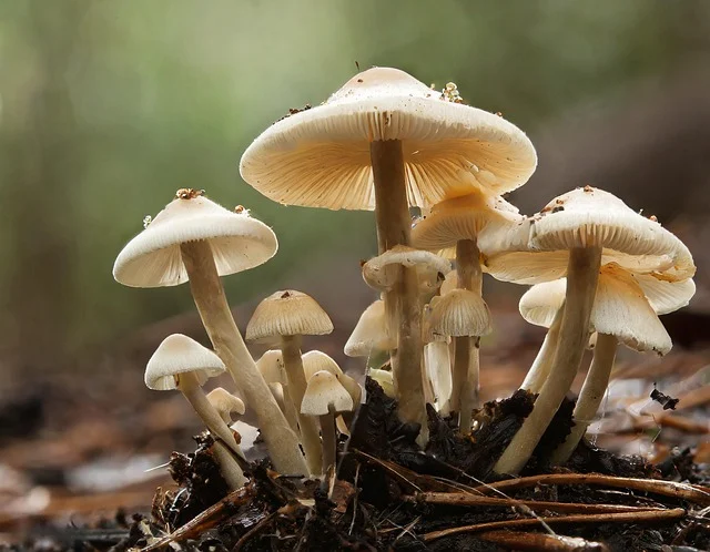 Deadliest Mushrooms in the World